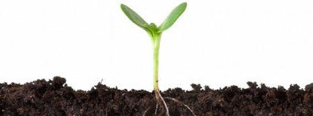 A green sprout growing in soil.